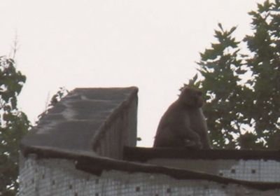 北京東三環現散步獼猴 工作人員稱并非之前狒狒