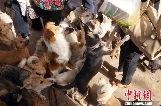 鄭州“狗媽”犬只收容所爆棚市民爭(zhēng)相收養(yǎng)(圖)